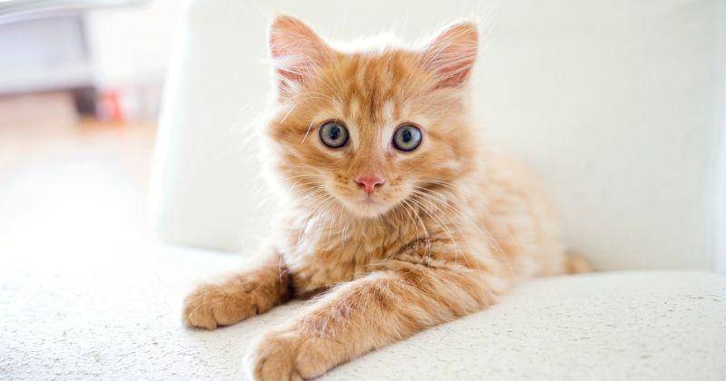 Pixabay/calicodesign